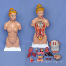 Weibliche medizinische anatomische Torso für die Lehre (R030106)